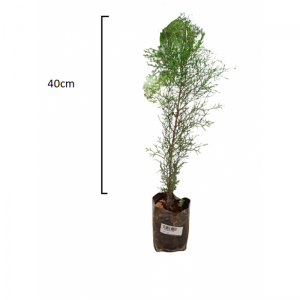 ΚΑΛΛΙΤΡΙΔΑ/Tetraclinis articulata