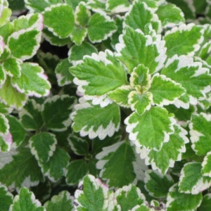 Δυόσμος Δίχρωμος/ Pinneapple Mint