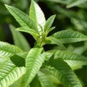 Λουΐζα/Aloysia triphylla