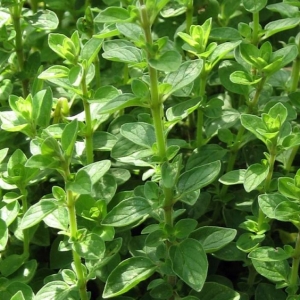 Μαντζουράνα/Origanum majorane