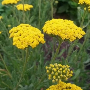 Αχίλλεια Αγήρατος/Achillea ageratum