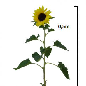 Helianthus Νano /Ηλιοτρόπιο Νάνα