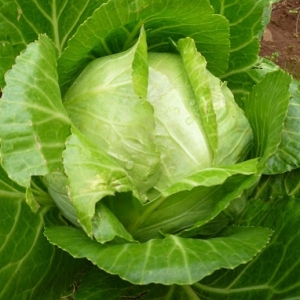 Κραμπί Κυπριακό/ Cypriot Cabbage