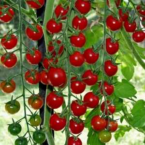 Τοματίνι/ Tomata Cherry