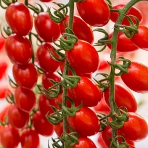 Τοματίνι Φοινικωτό/ Tomato Cherry Palms