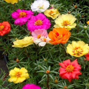 Μεταξάκι/Portulaca