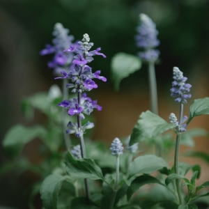 Salvia 'Javier'