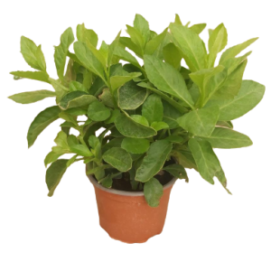Gynura Procumbes 2Lit.