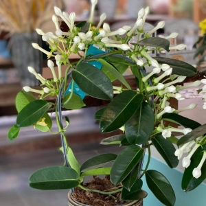 Στεφανωτή Στεφανάκι/Stephanotis