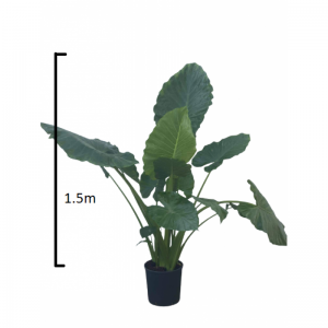 Alocasia Odora