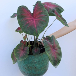 Caladium