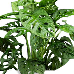 Monstera Monkey Mask