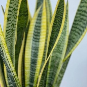 Sanseveria