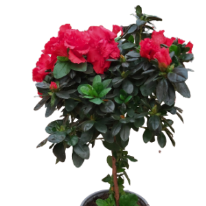 Αζαλέα Σχηματισμένη- Azalea tree