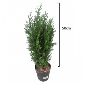 Chamaecyparis lawsoniana