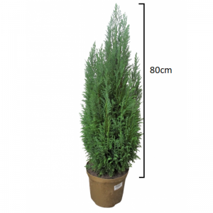 Chamaecyparis lawsoniana 80cm