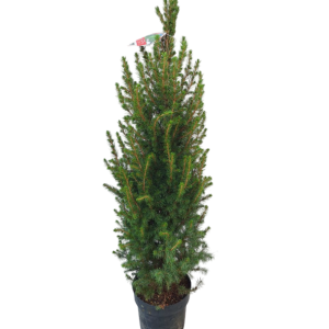 Picea Glauca s