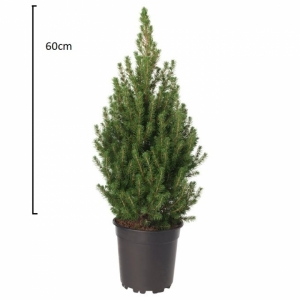 Picea Glauca s