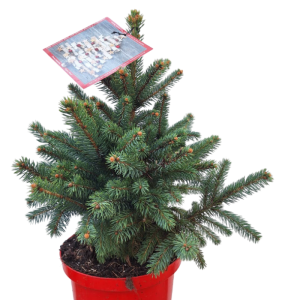 Picea pungens