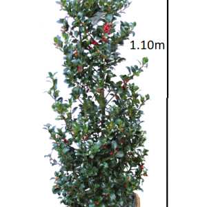 Ilex
