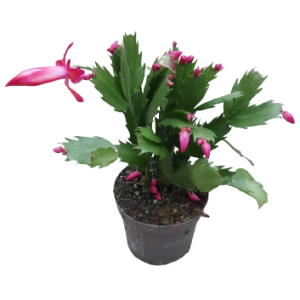 Υπομονή-Schlumbergera