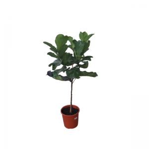 Ficus Lyrata Stem
