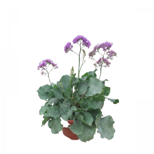 Limonium