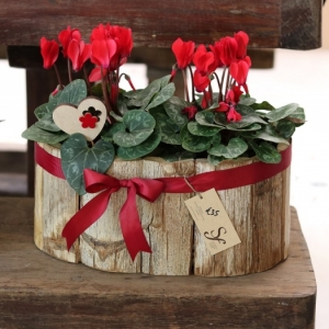 Twins Bloom Cyclamen