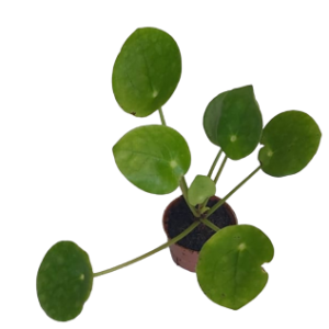 Pilea