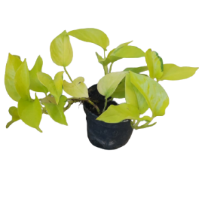 Pothos Neon