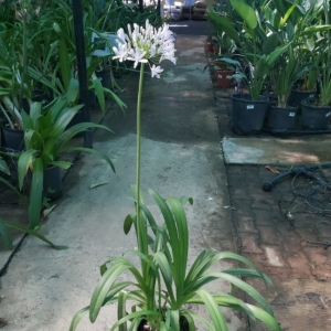 Agapanthus