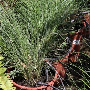 Muhlenbergia capillaris