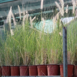 Pennisetum sp- Pennisetum Rubrum