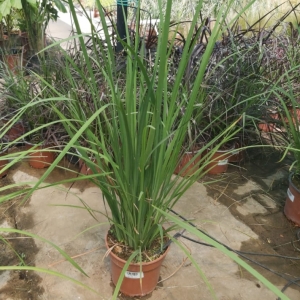 Dietes sp