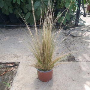 Stipa tenuissima