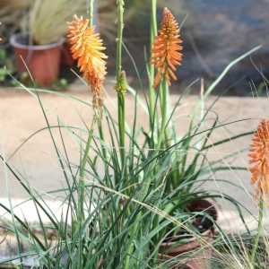 Kniphofia