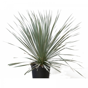 Yucca Rostrata