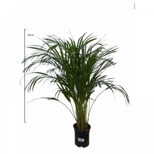 Areca pulm