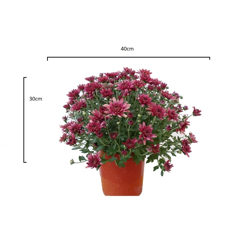 Chrysanthemum Bowl EN943, Outdoor Plants Flowering Plants, Solomou