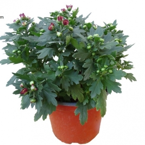 Chrysanthemum Mix