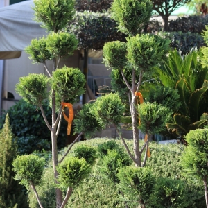 Leylandii Pon Pon L