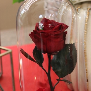 Beauty and the Beast