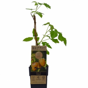 RUBUS IDAEUS FALL GOLD