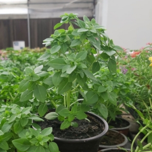 Basil