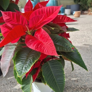 Poinsettia/ Αλεξανδρινό M