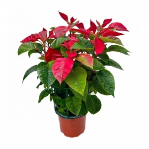Poinsettia/ Αλεξανδρινό M