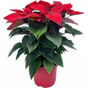 Poinsettia/ Αλεξανδρινό L