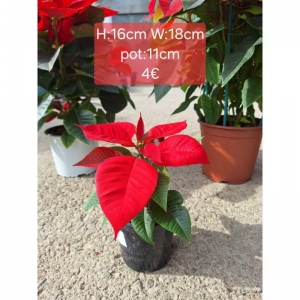 Poinsettia/ Αλεξανδρινό S