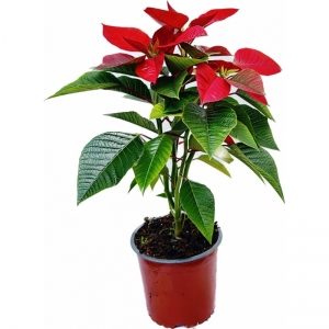 Poinsettia/ Αλεξανδρινό S