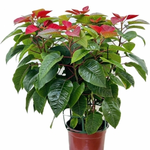 Poinsettia/ Αλεξανδρινό XL